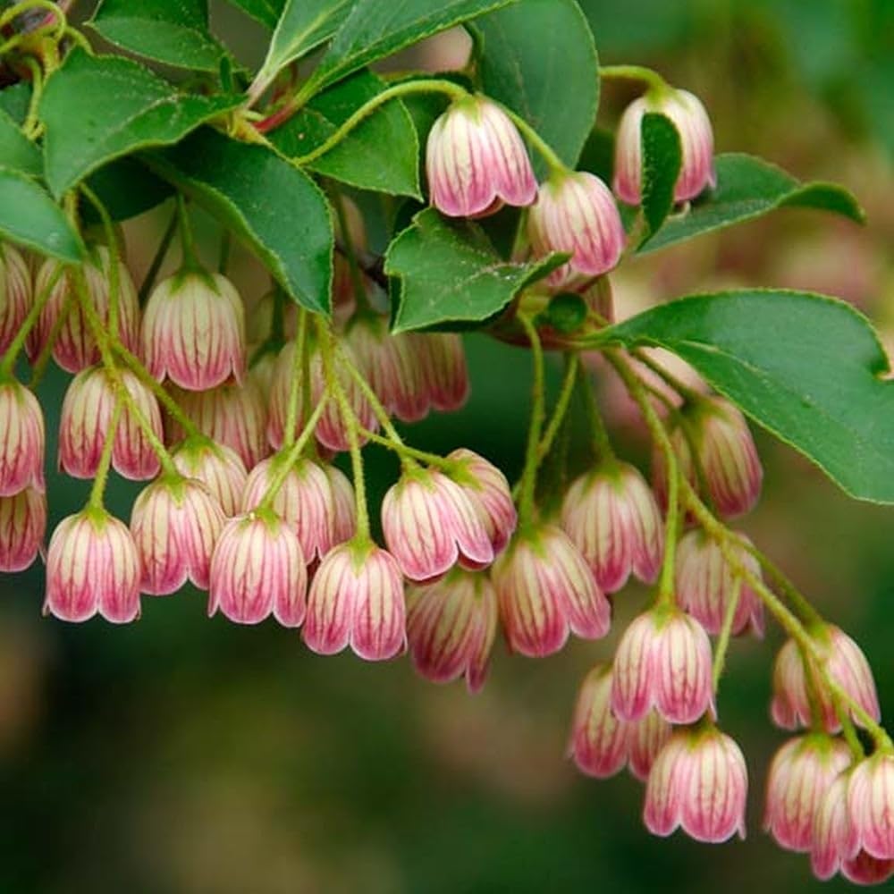 Heirloom Non-GMO Enkianthus Campanulatus Flower Seeds for Planting – Elegant Bell-Shaped Blooms for Ornamental Gardens - Non-GMO for planting in home garden